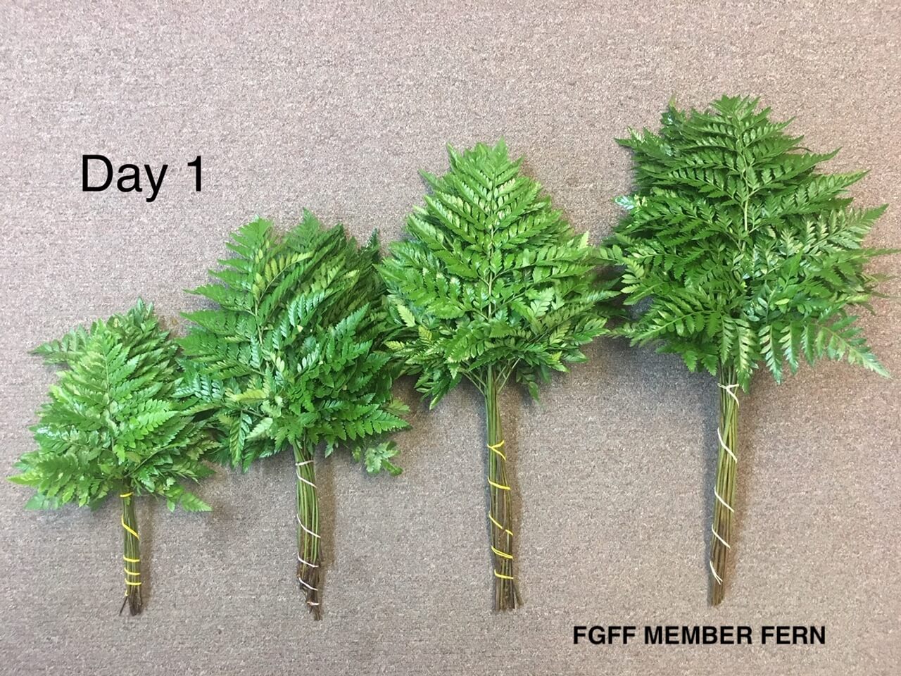 Fern before 1 week vase test