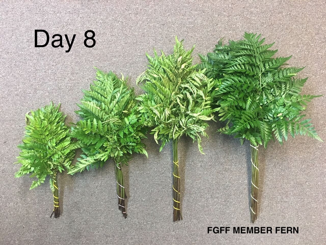 Fern after one week vase test